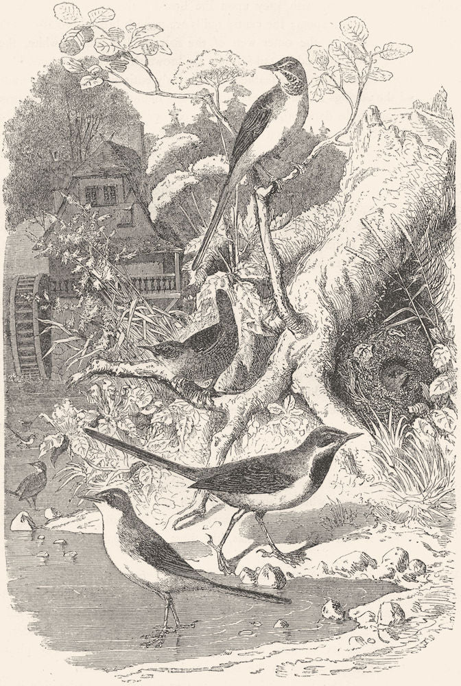 BIRDS. Singing. Pipit. Wren & Wagtail c1870 old antique vintage print picture